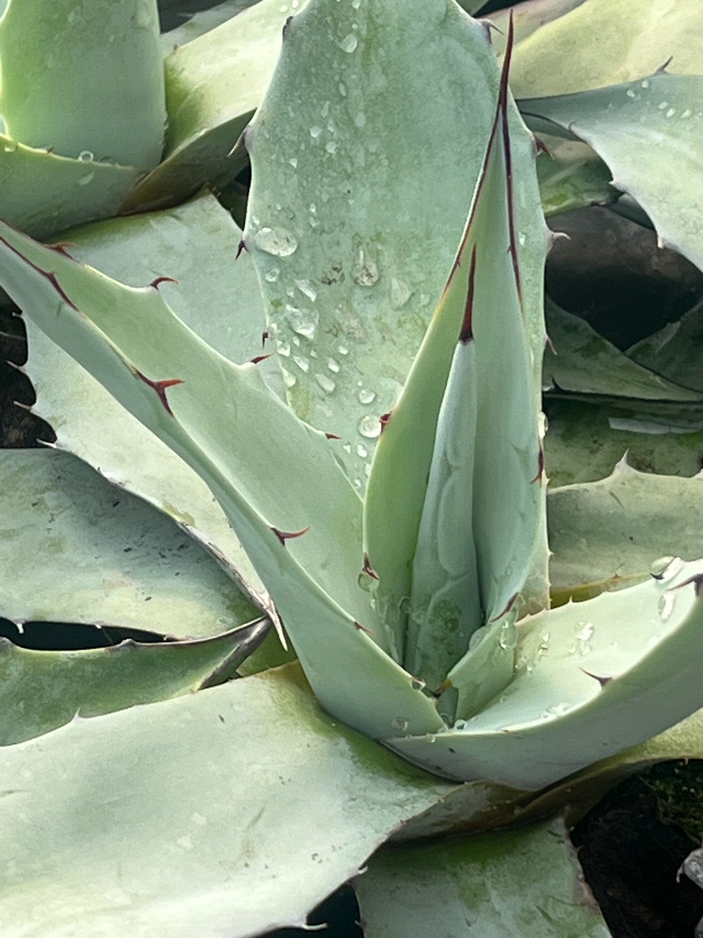 Agave, Frosty Blue