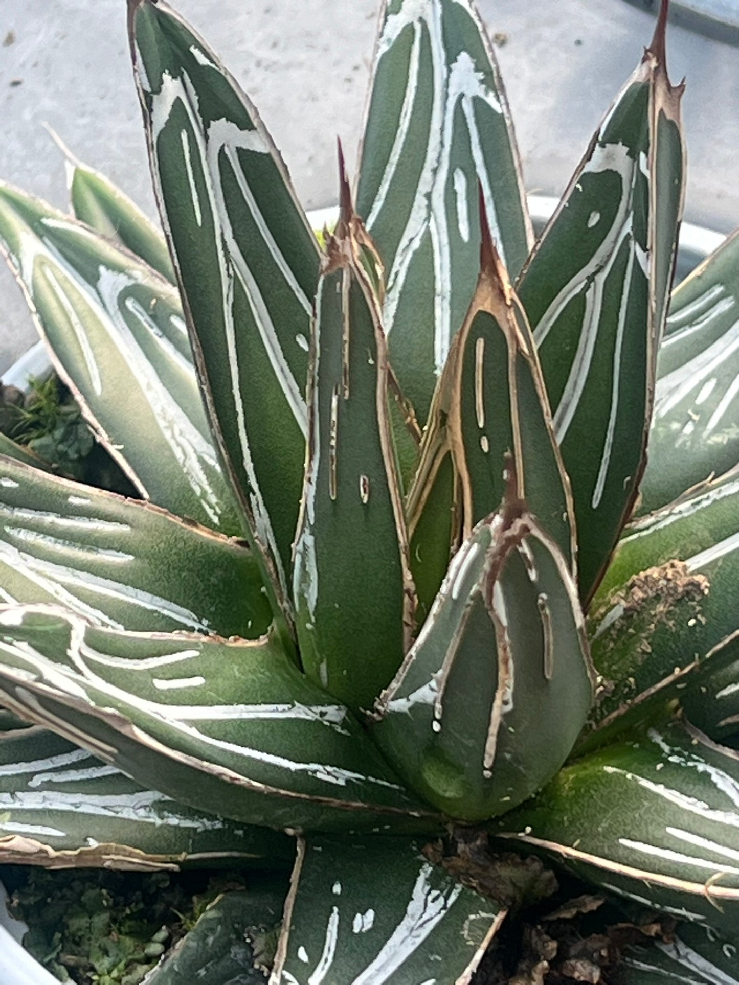 Agave, Porcupine