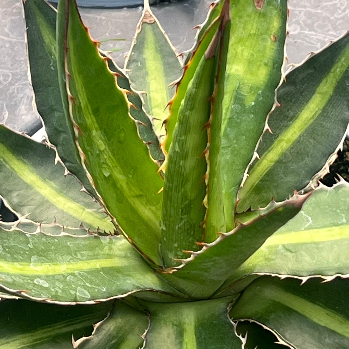 Agave, Splendida