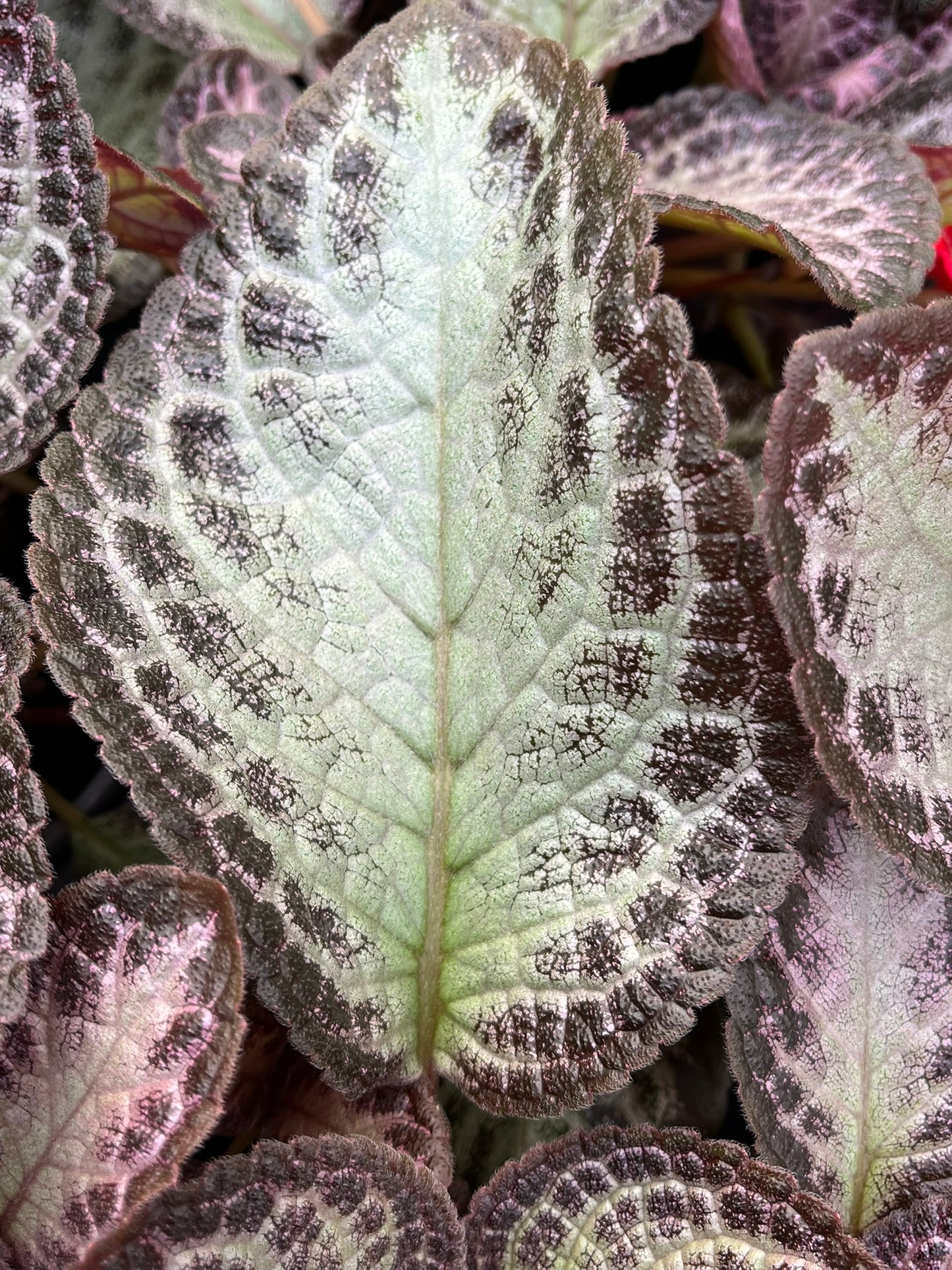Episcia cupreata, Flame Violet, 'Platinum'