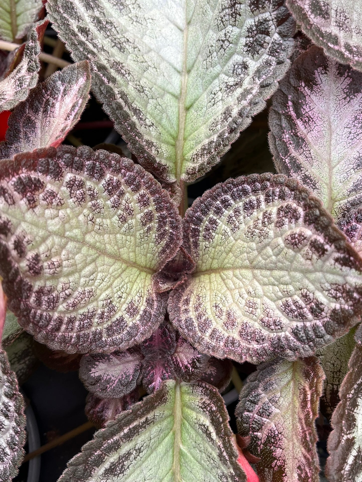 Episcia cupreata, Flame Violet, 'Platinum'