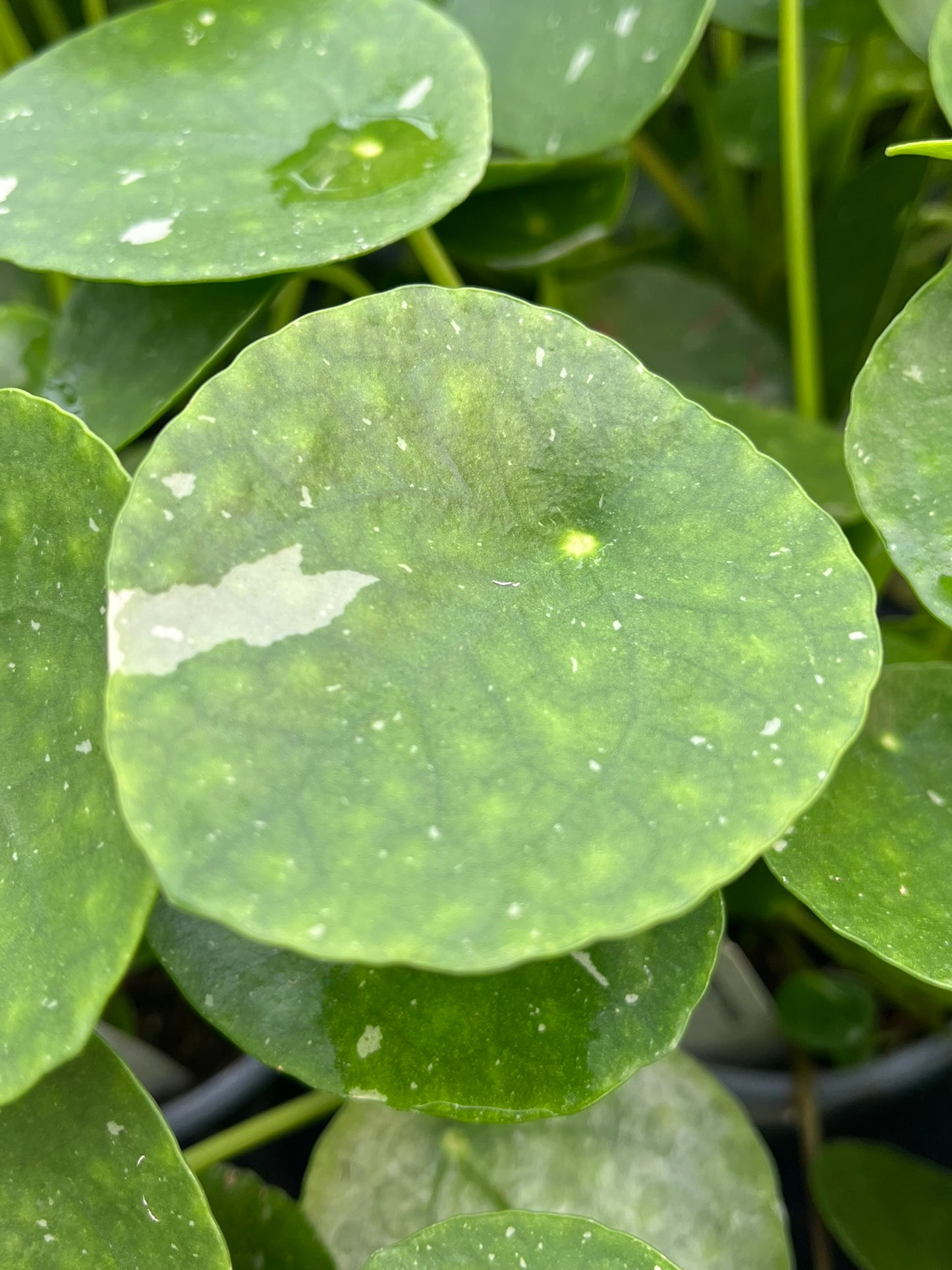 Pilea peperomioides, Variegated Chinese Money Plant ‘White Splash’