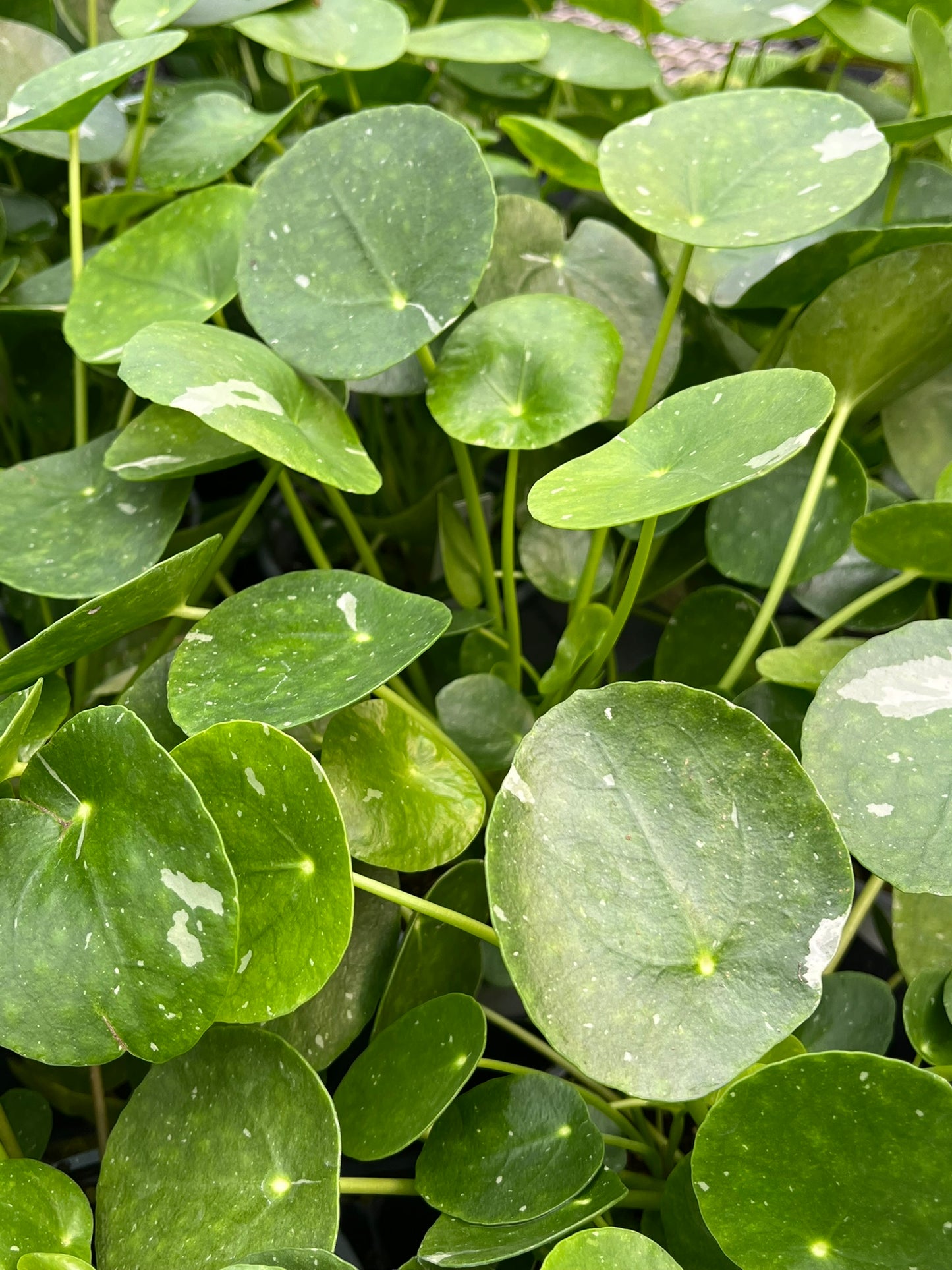 Pilea peperomioides, Variegated Chinese Money Plant ‘White Splash’