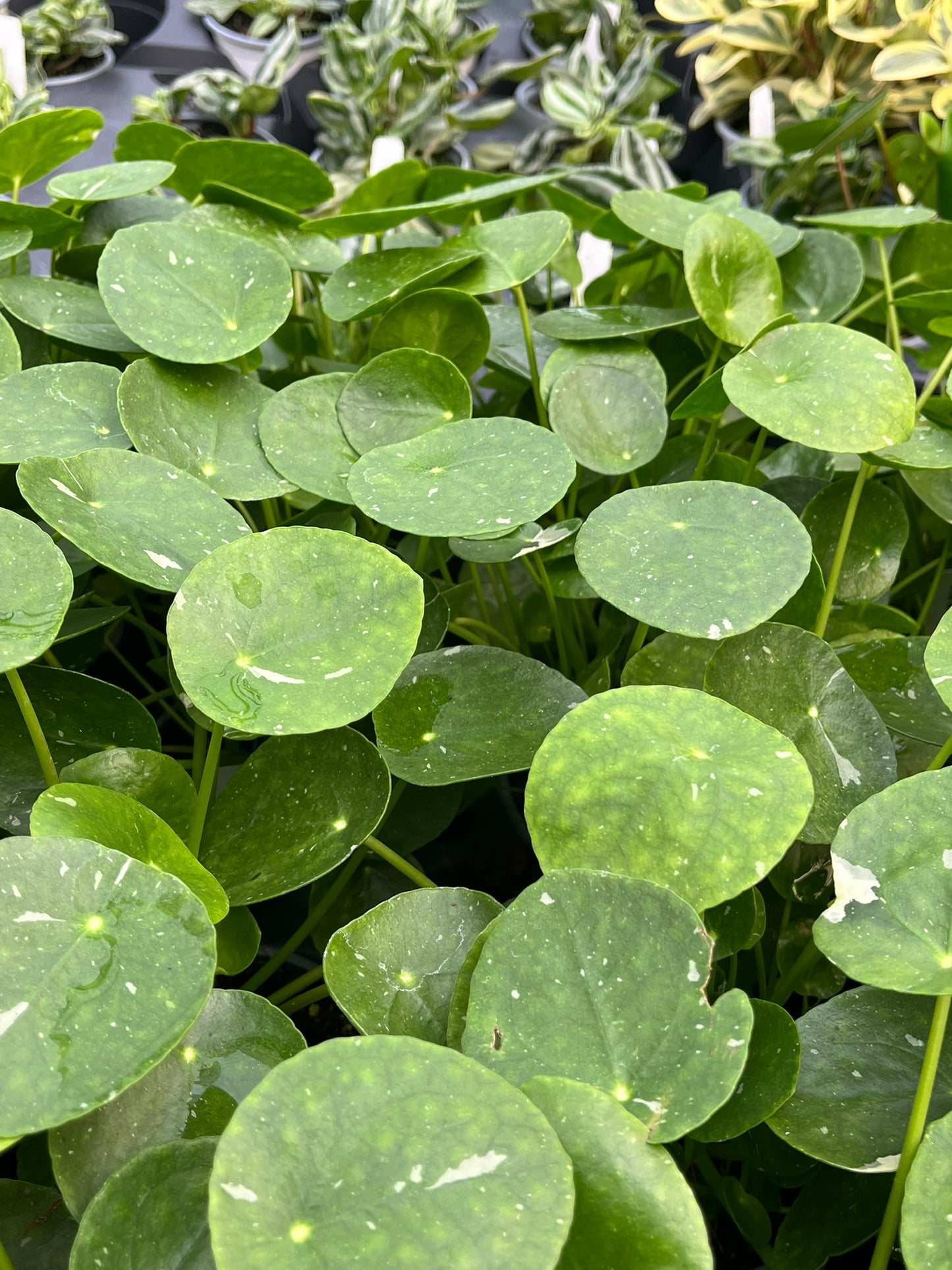 Pilea peperomioides, Variegated Chinese Money Plant ‘White Splash’
