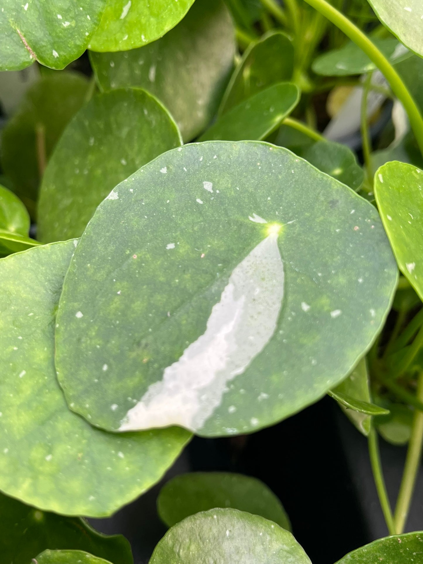 Pilea peperomioides, Variegated Chinese Money Plant ‘White Splash’