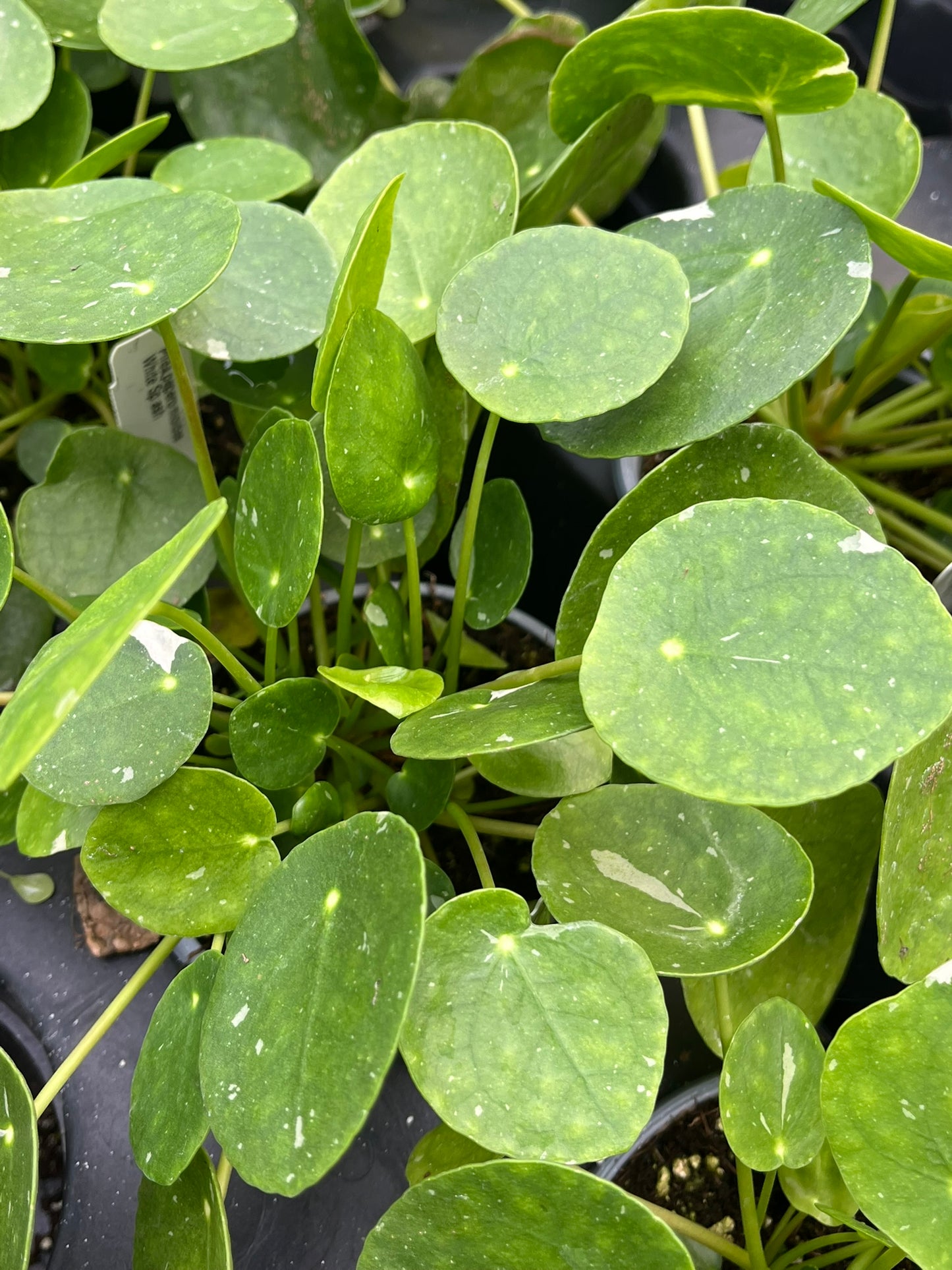 Pilea peperomioides, Variegated Chinese Money Plant ‘White Splash’