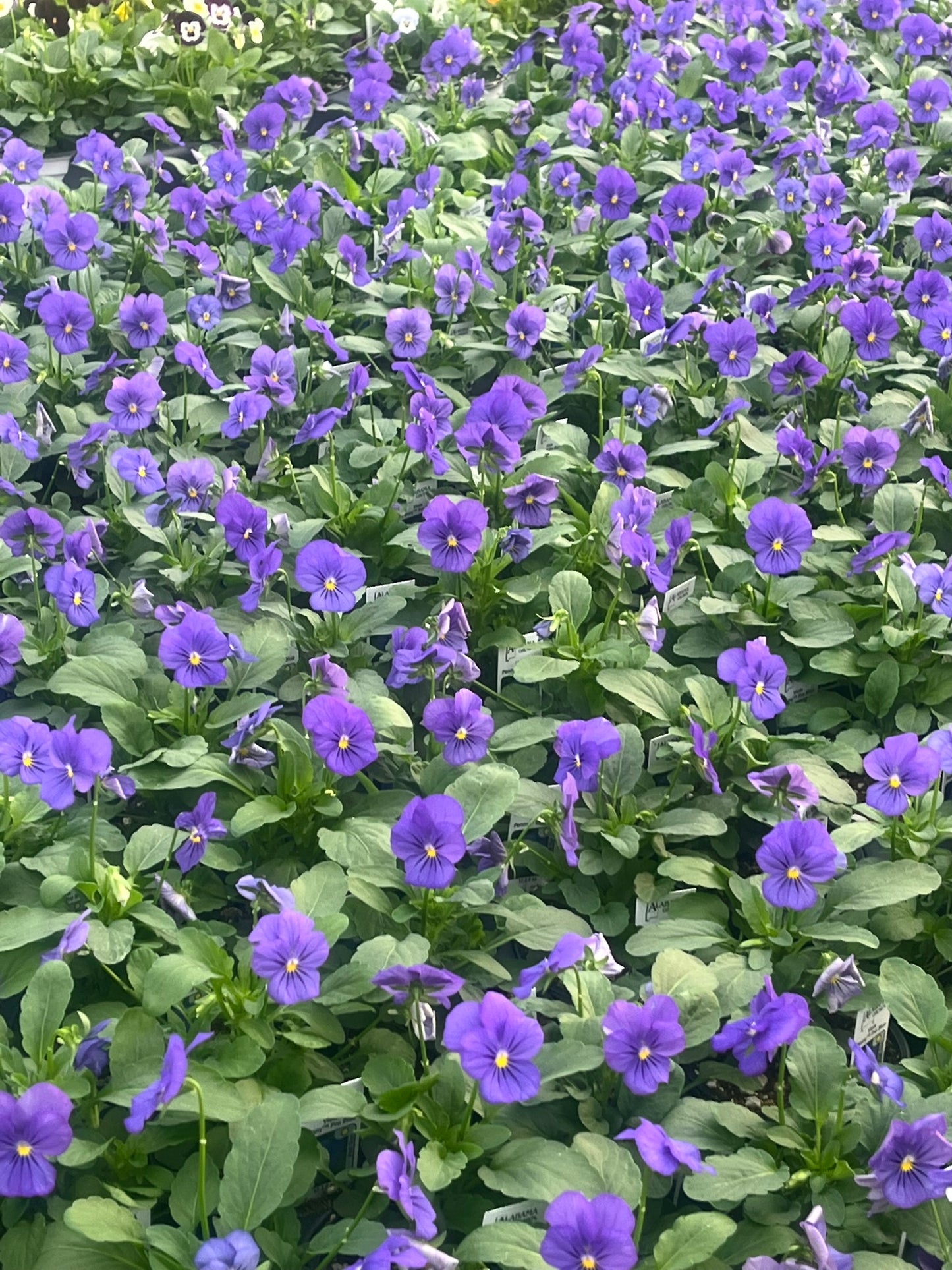 Viola, Blue