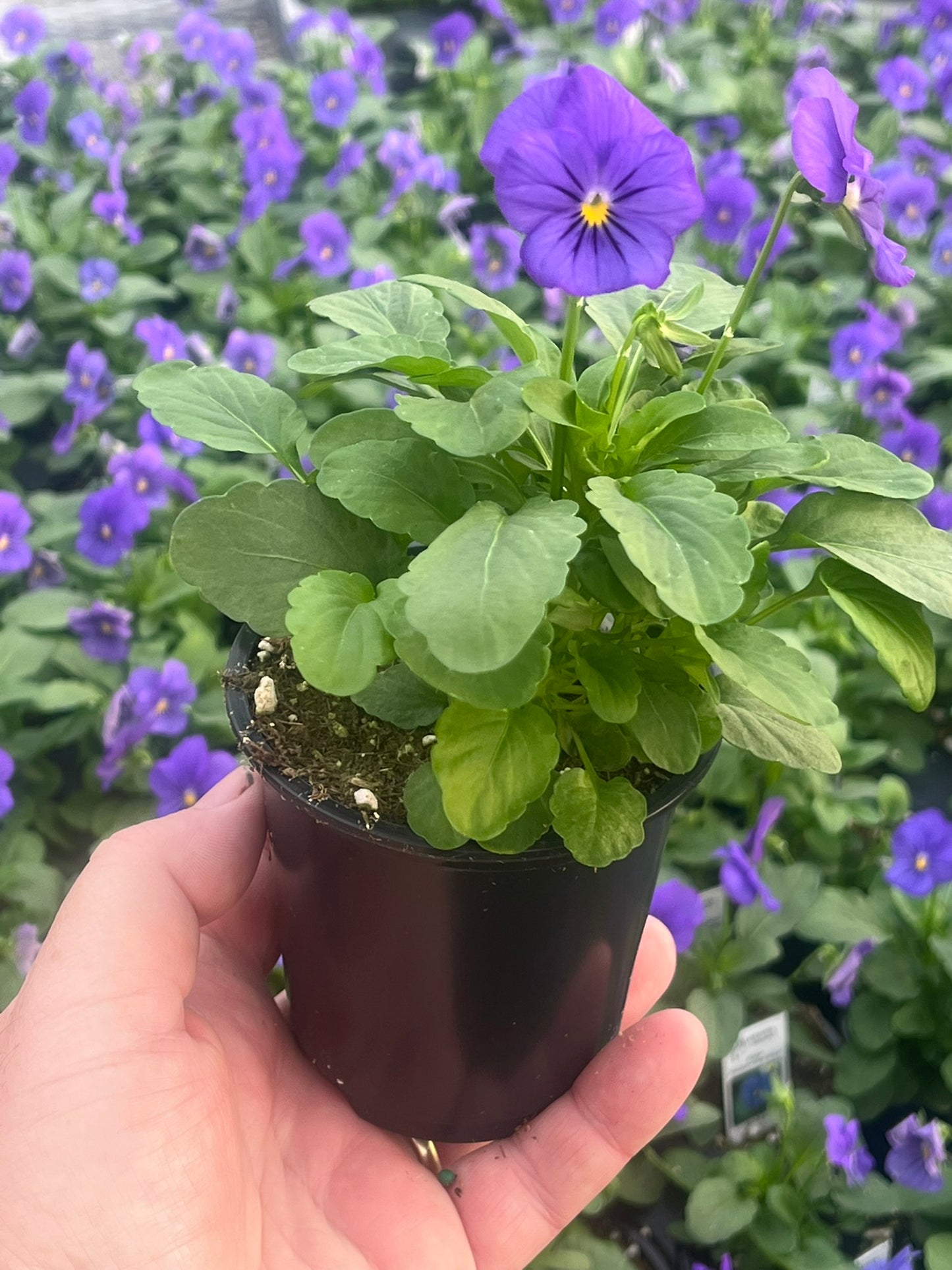 Viola, Yellow Jump-up