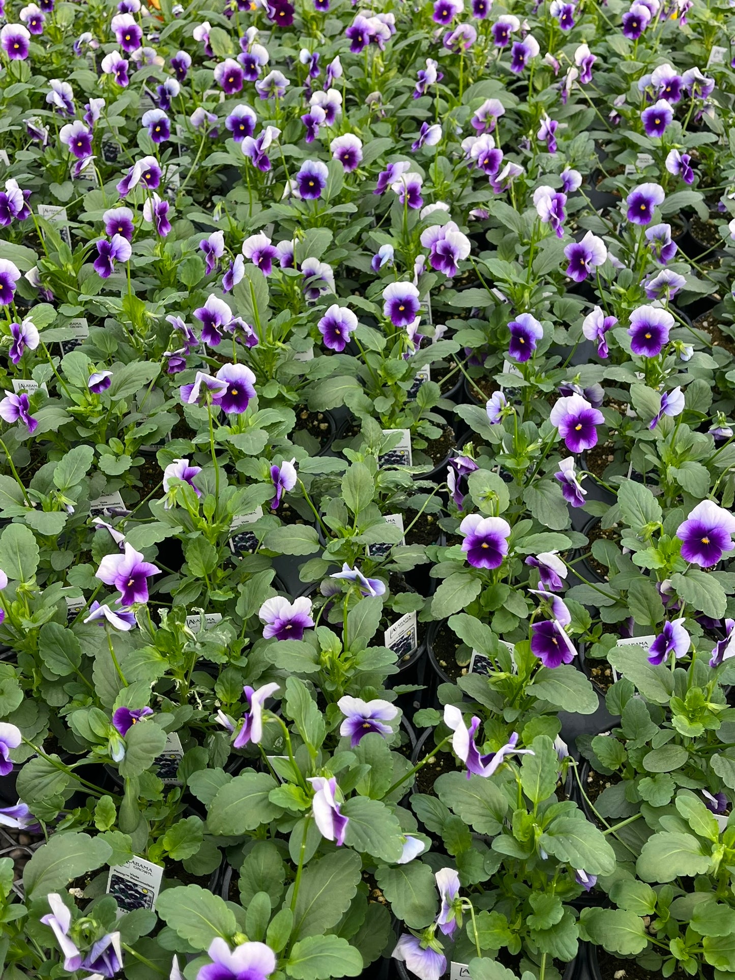 Viola, Beaconsfield