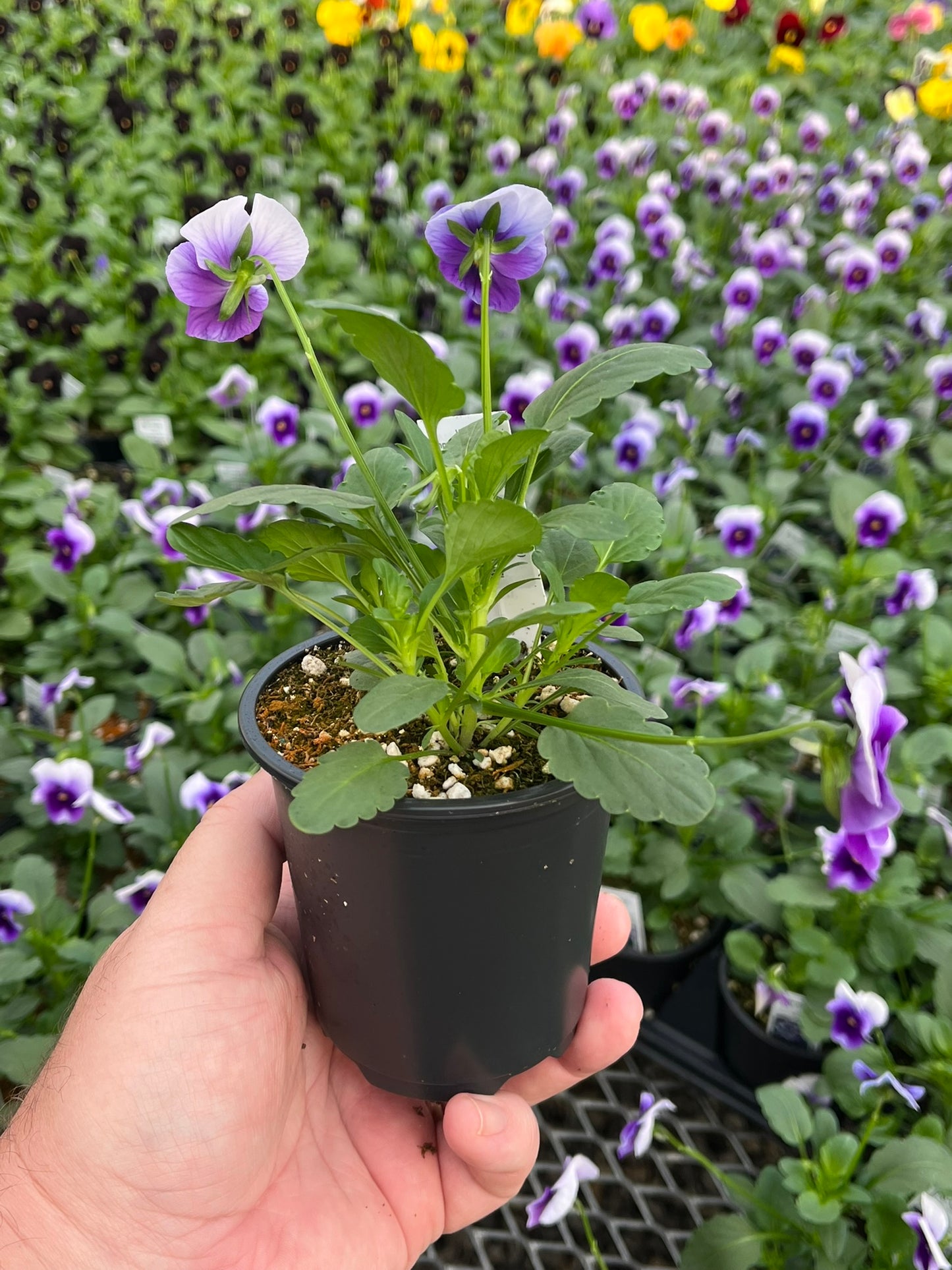Viola, Yellow Jump-up