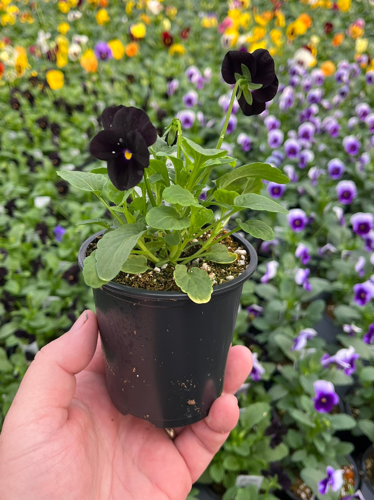 Viola, Yellow Jump-up
