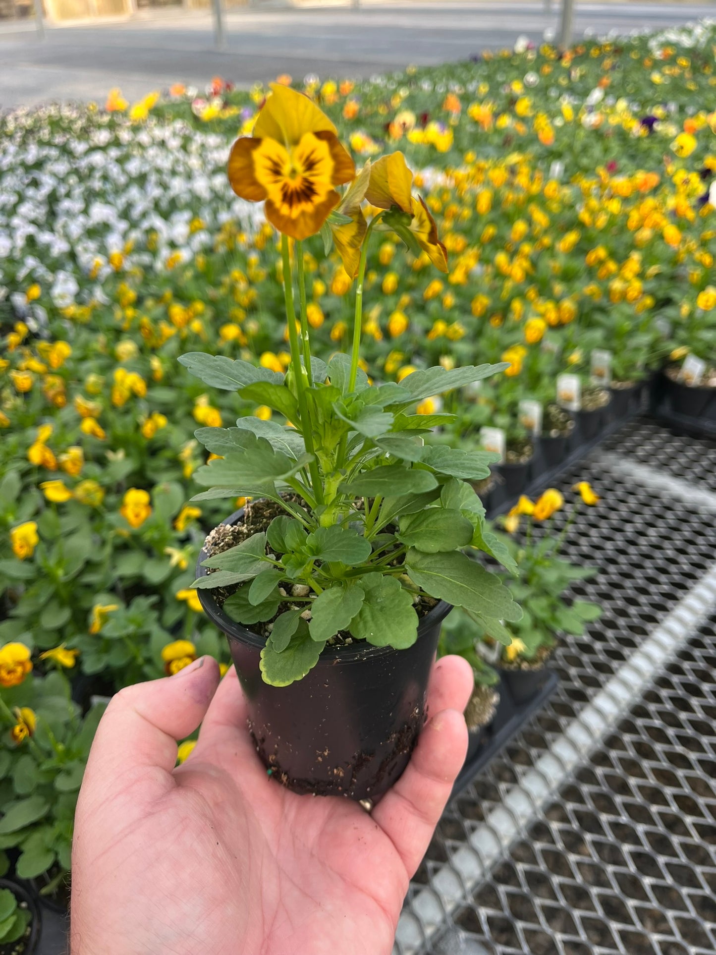 Viola, Yellow Jump-up