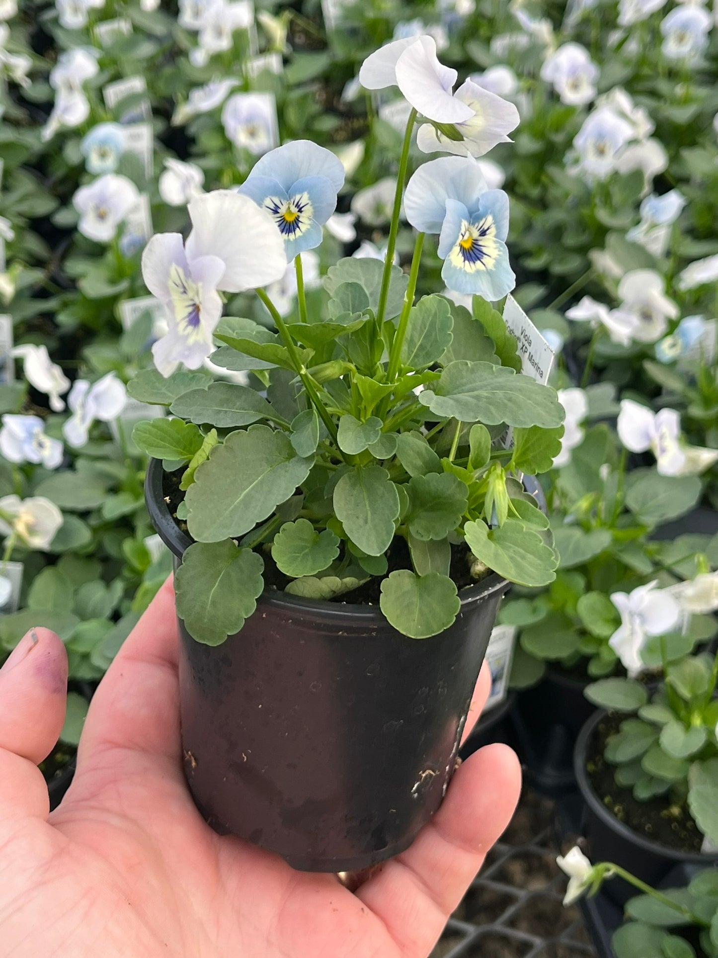 Viola, Yellow Jump-up