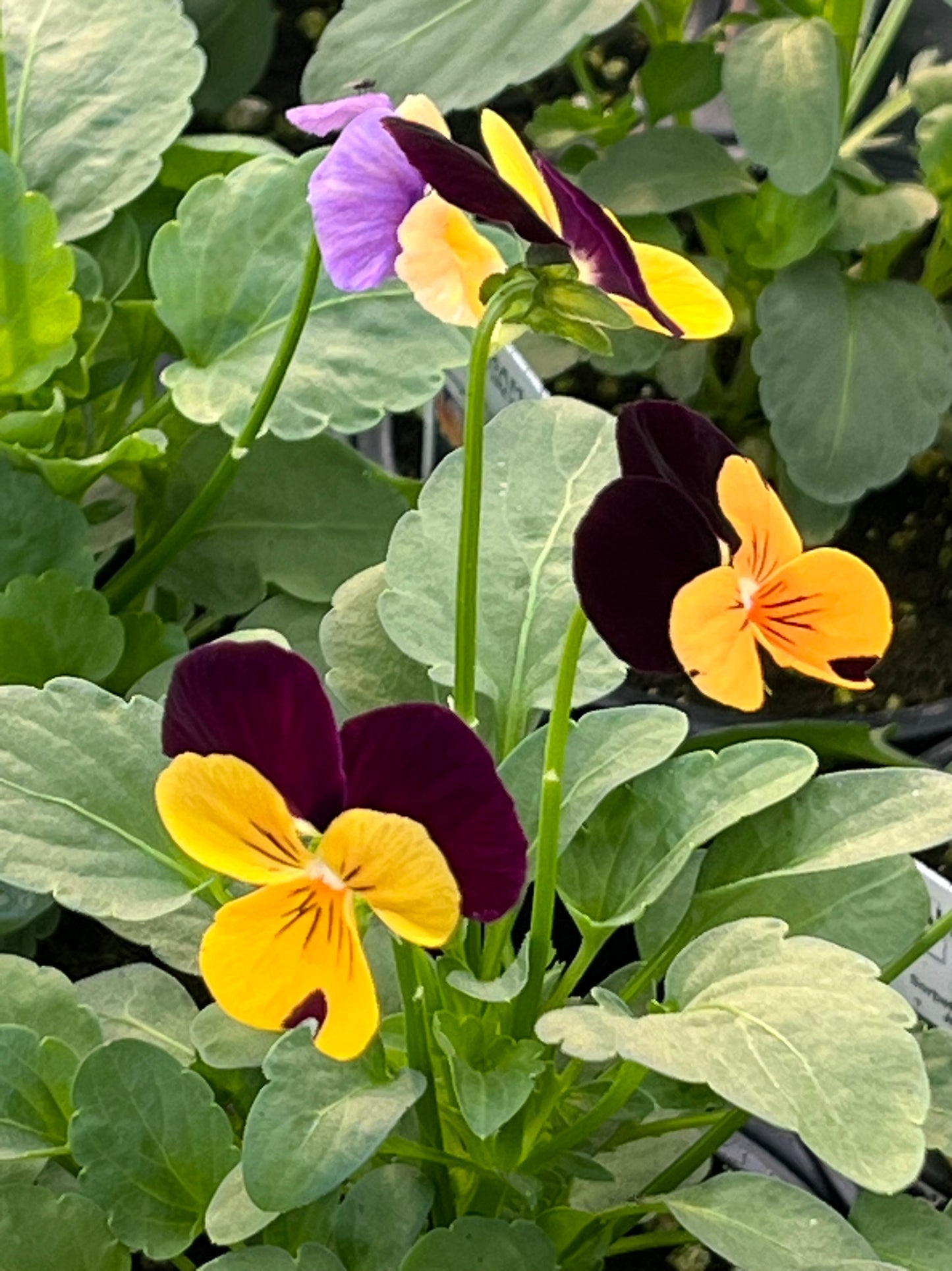 Viola, Orange Jump-up