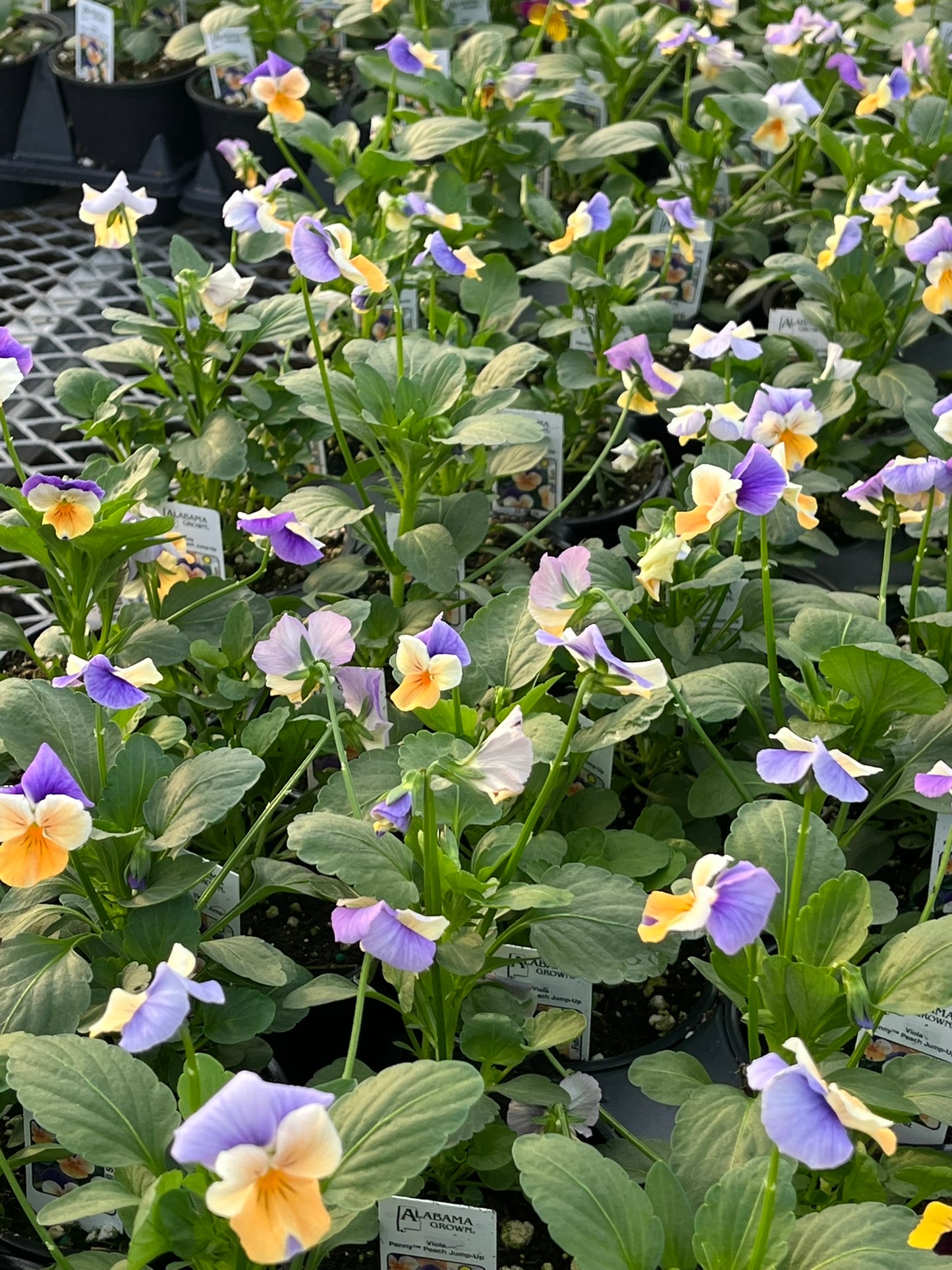 Viola, Peach Jump-up