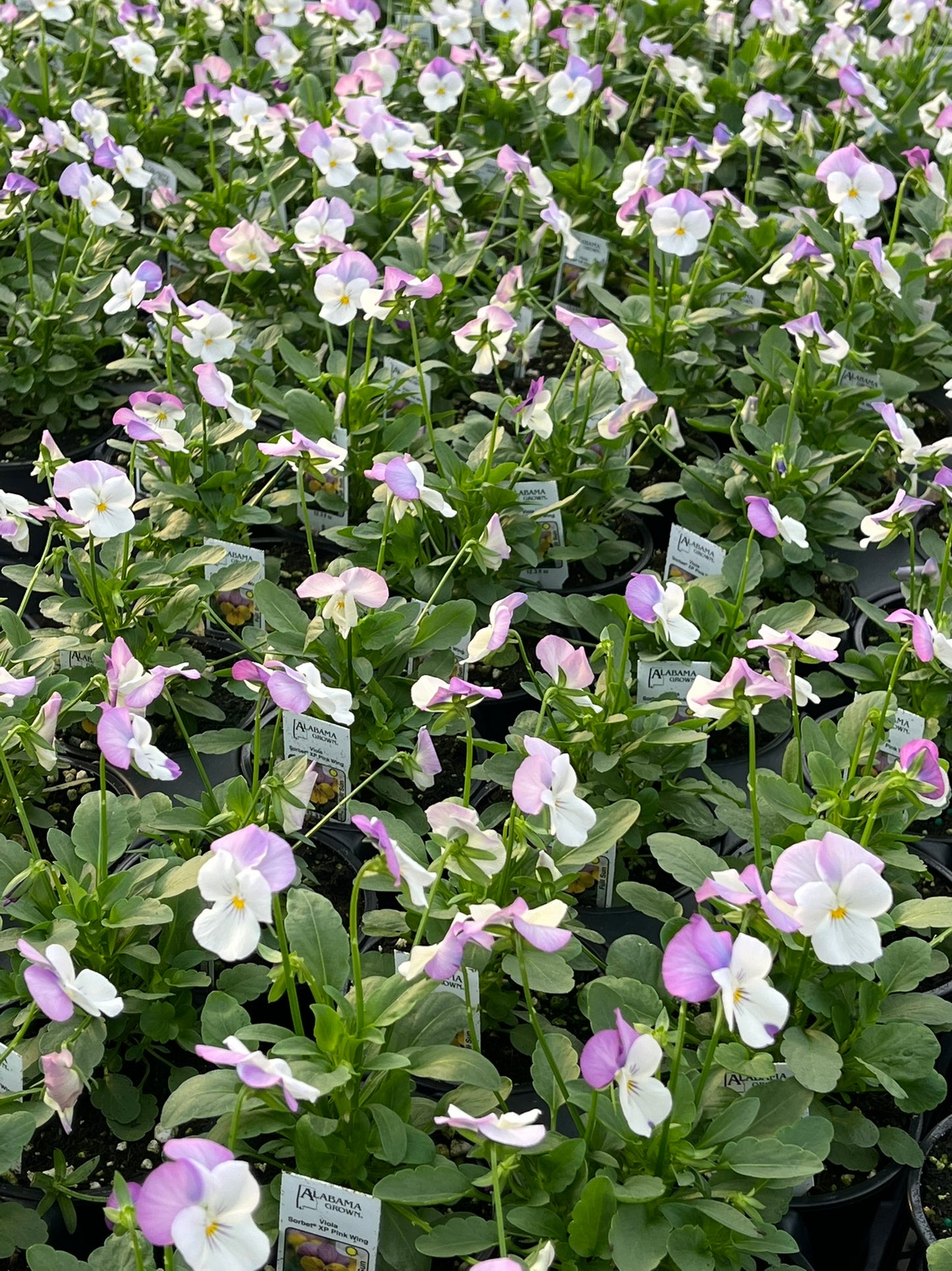 Viola, Pink Jump-Up