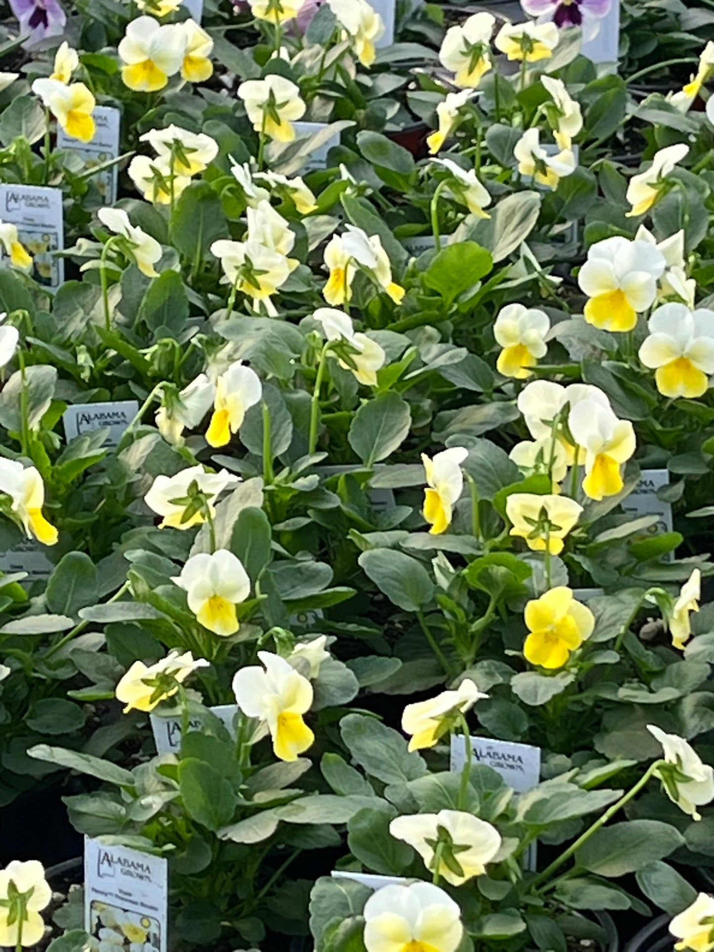 Viola, Primrose Bicolor