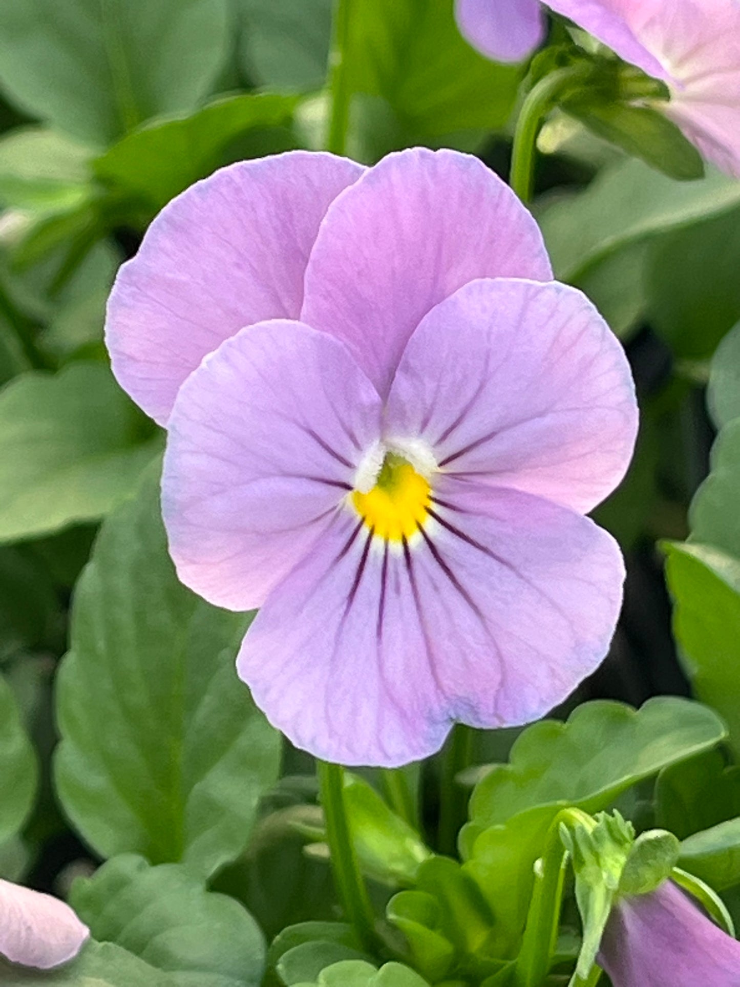 Viola, Pink
