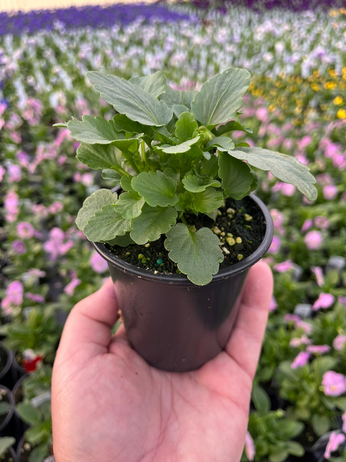 Viola, Yellow Jump-up