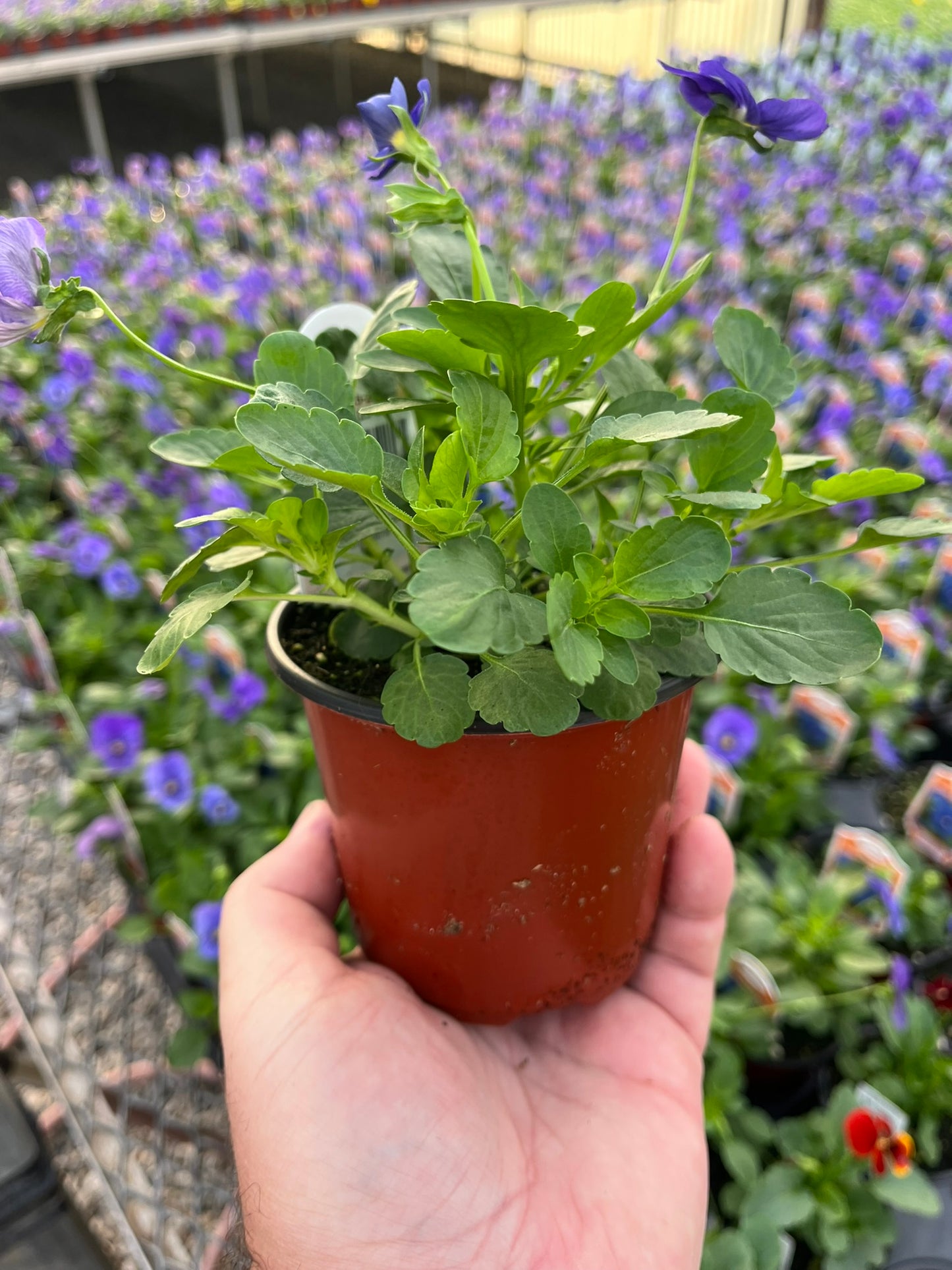 Pansy, Cool Wave White