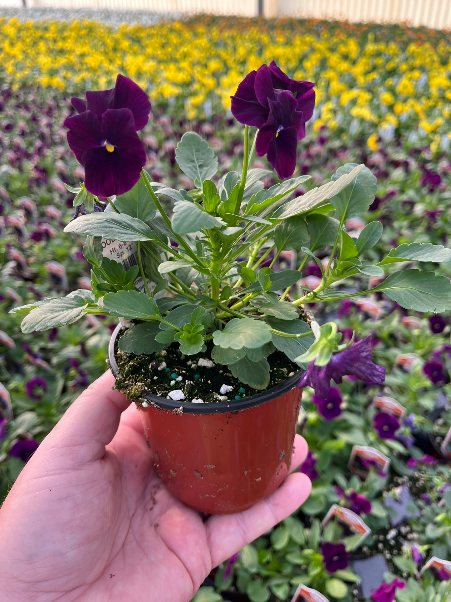 Pansy, Cool Wave White