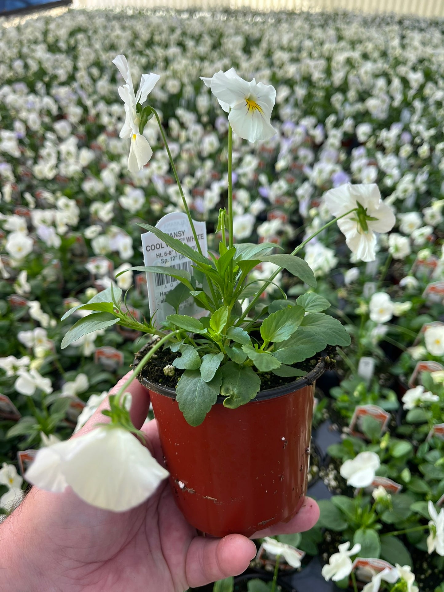 Pansy, Cool Wave White