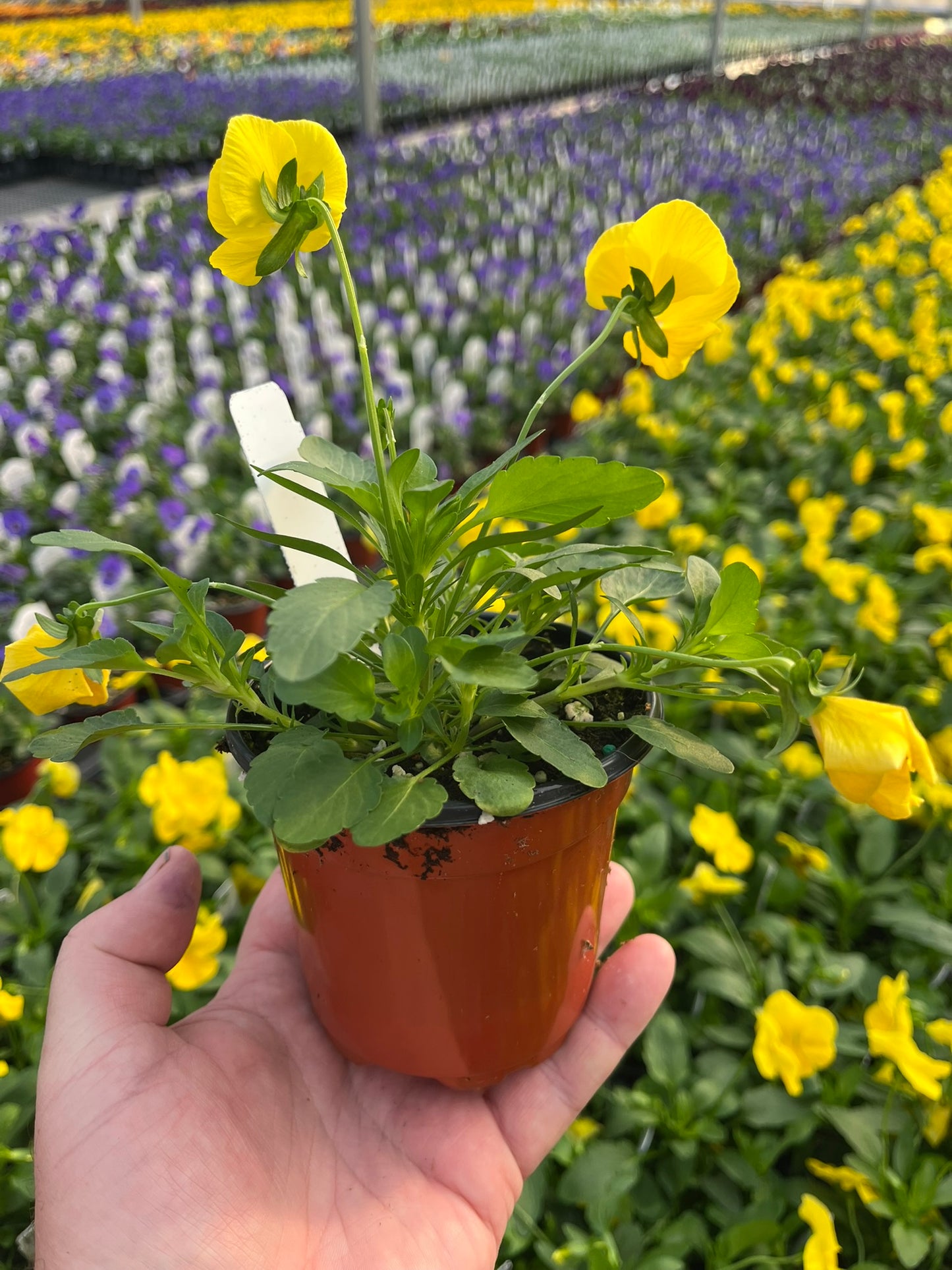 Pansy, Cool Wave White