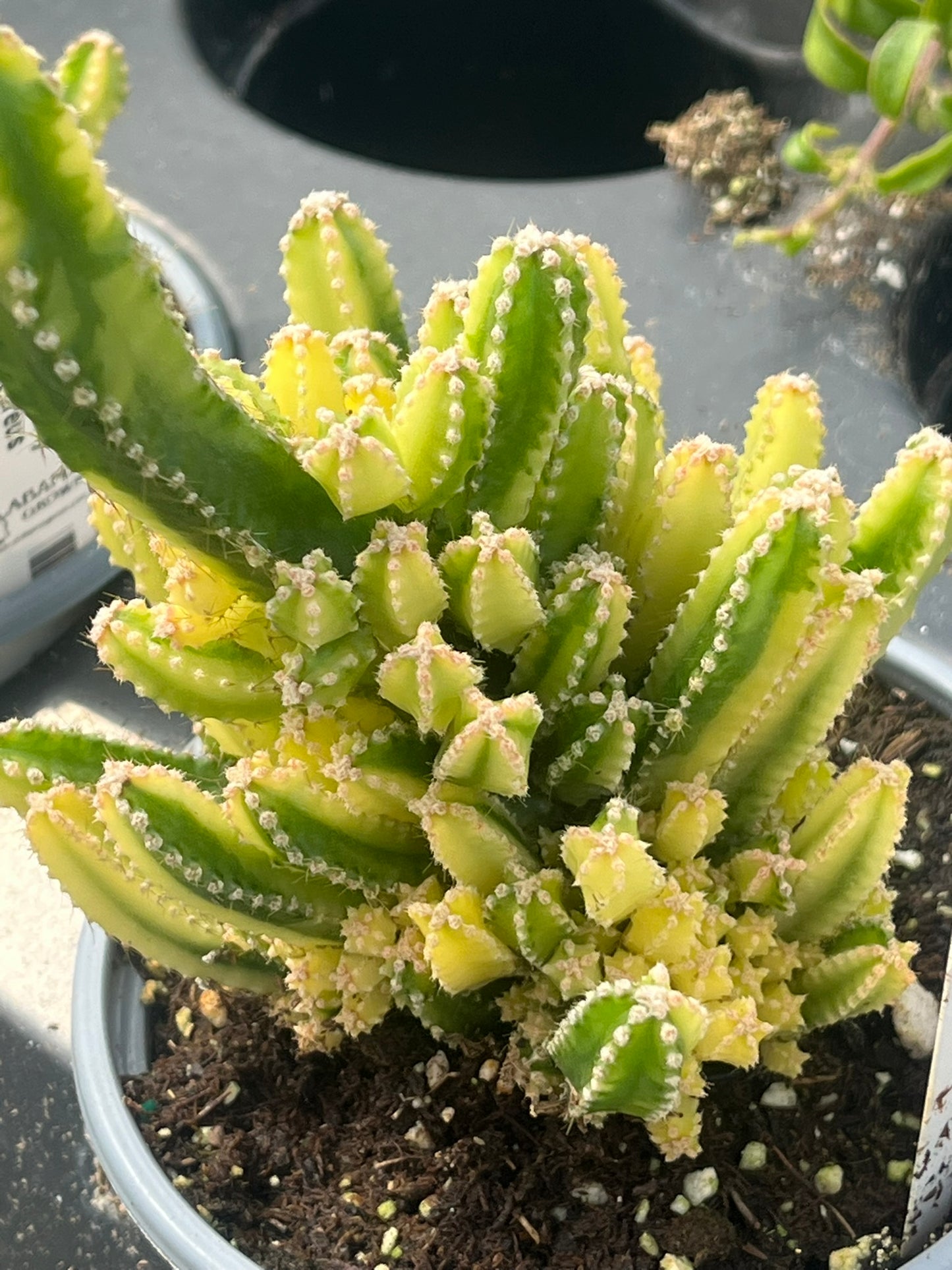 Cactus, Variegated Fairy Castle, Acanthocereus tetragonus