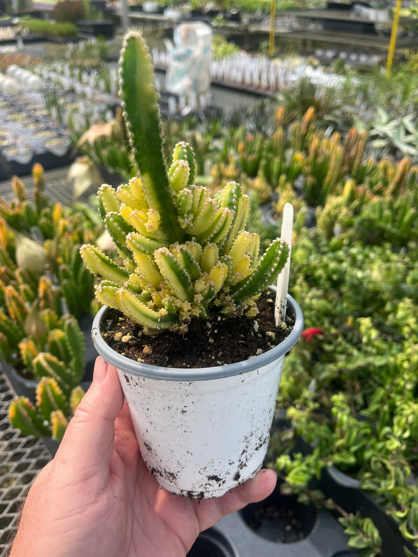 Cactus, Variegated Fairy Castle, Acanthocereus tetragonus
