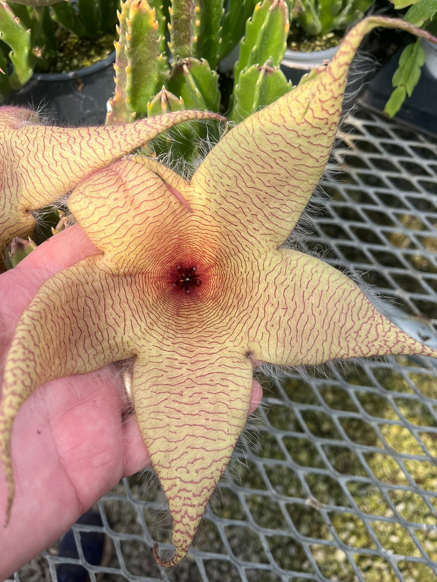 Carrion Flower, Stapelia gigantea