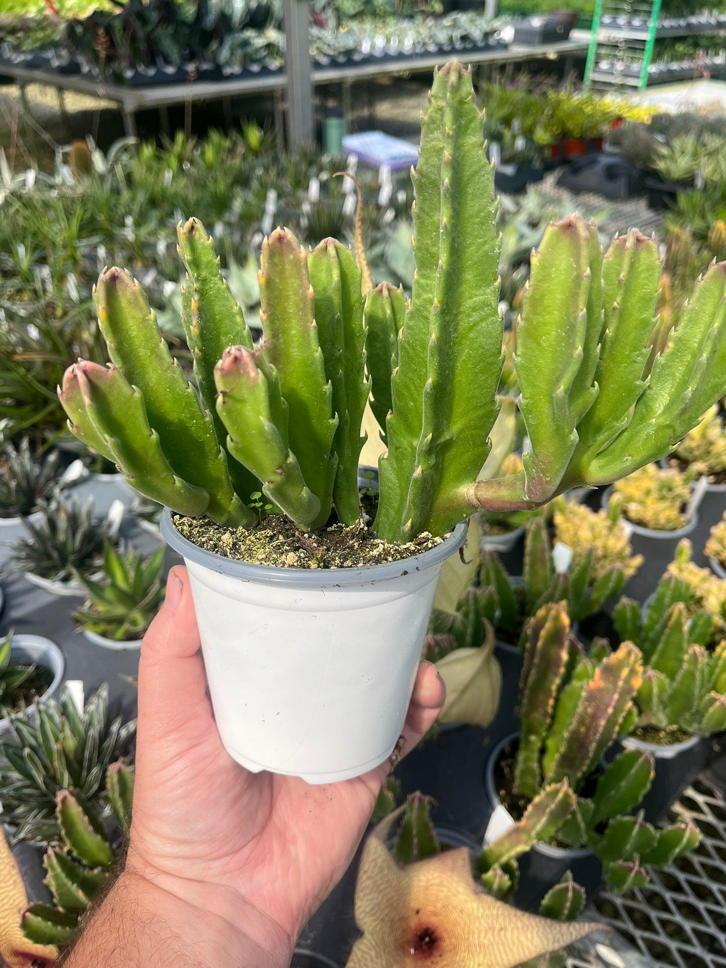 Carrion Flower, Stapelia gigantea