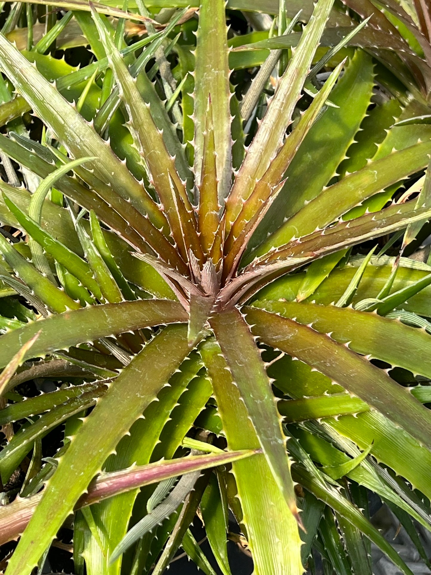 Dyckia fosteriana 'Grape Jelly'