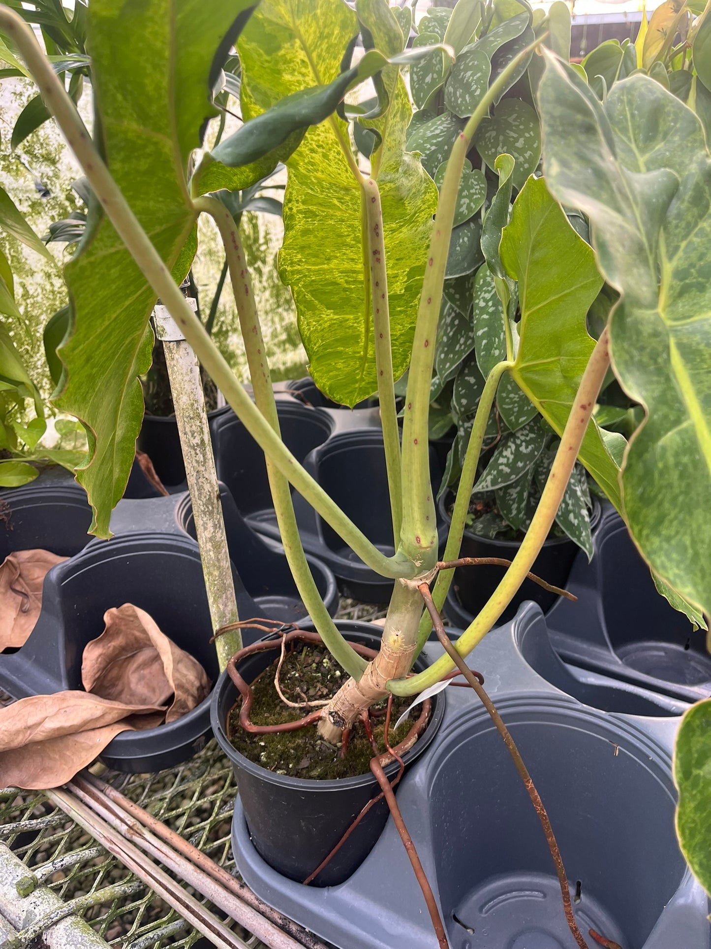 Philodendron 'Paraiso Verde'