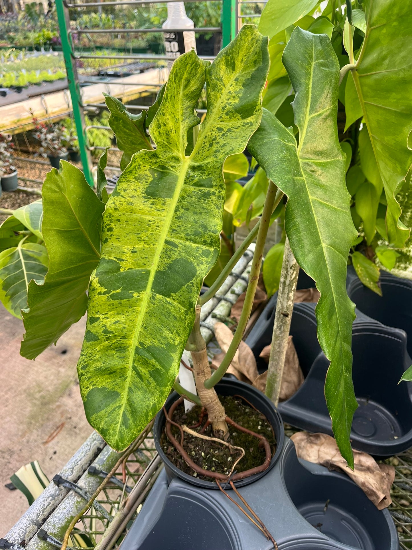 Philodendron 'Paraiso Verde'