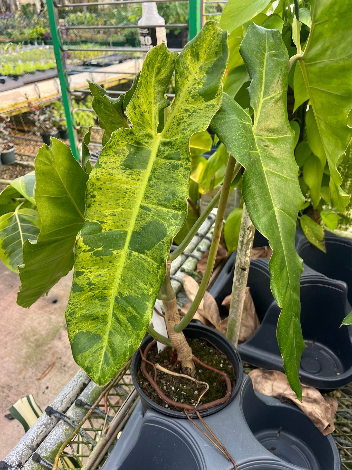 Philodendron 'Paraiso Verde'