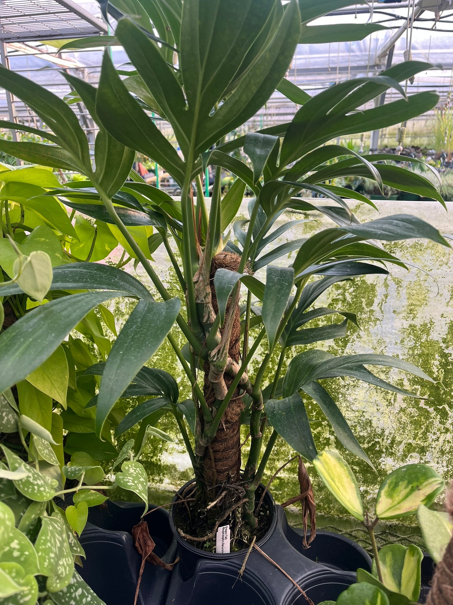 Rhaphidophora decursiva, Dragon Tail