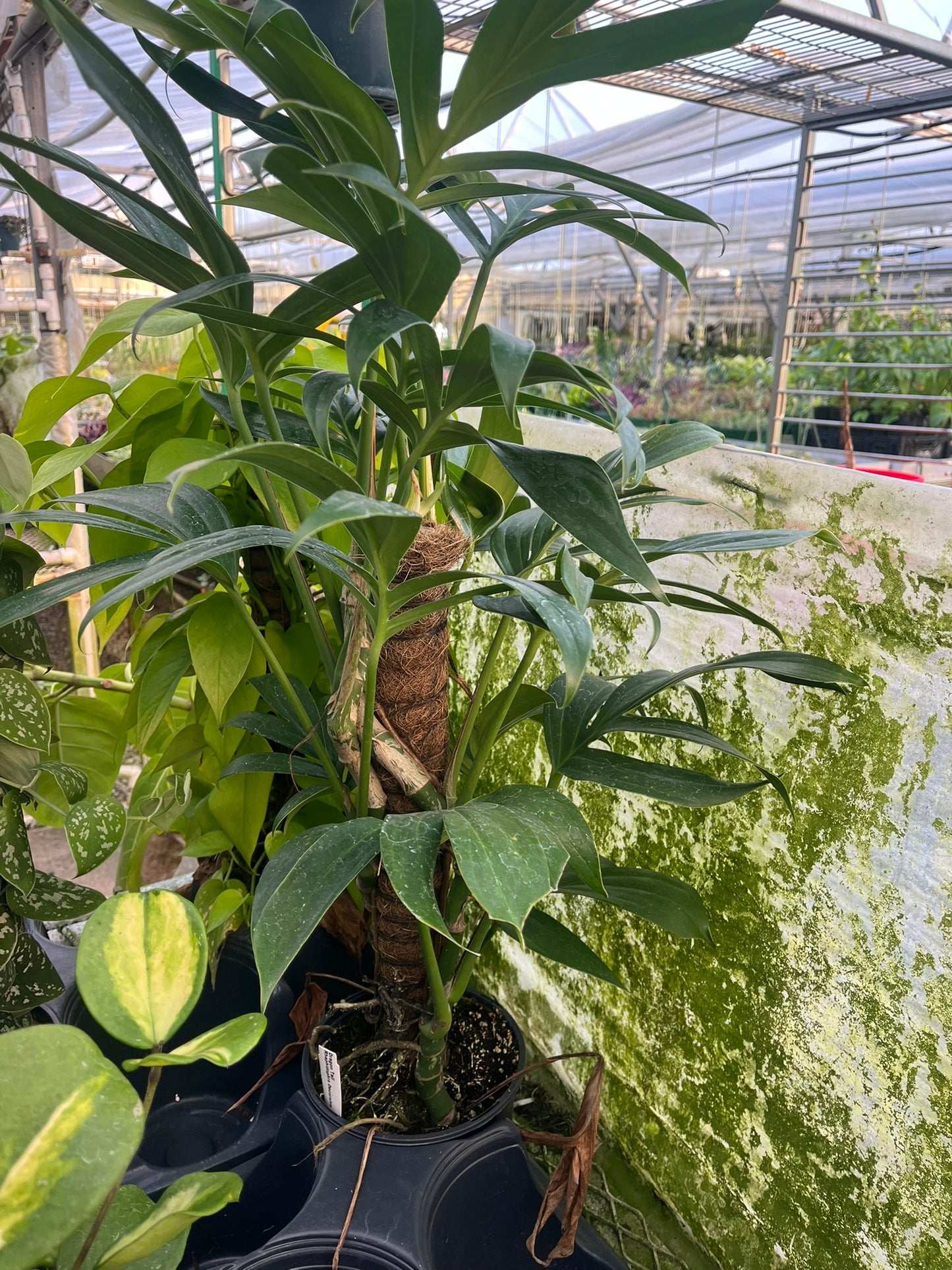 Rhaphidophora decursiva, Dragon Tail
