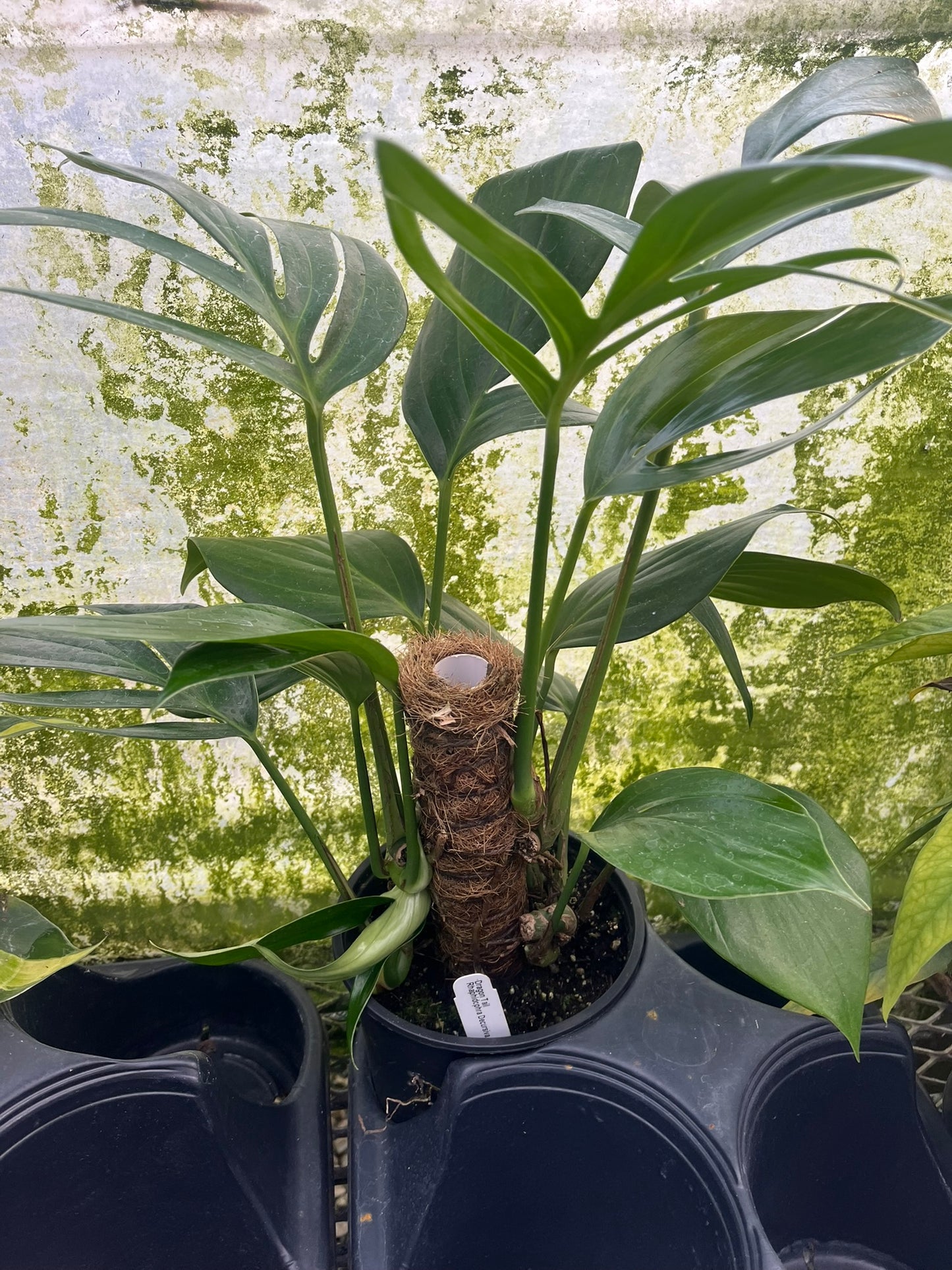 Rhaphidophora decursiva, Dragon Tail