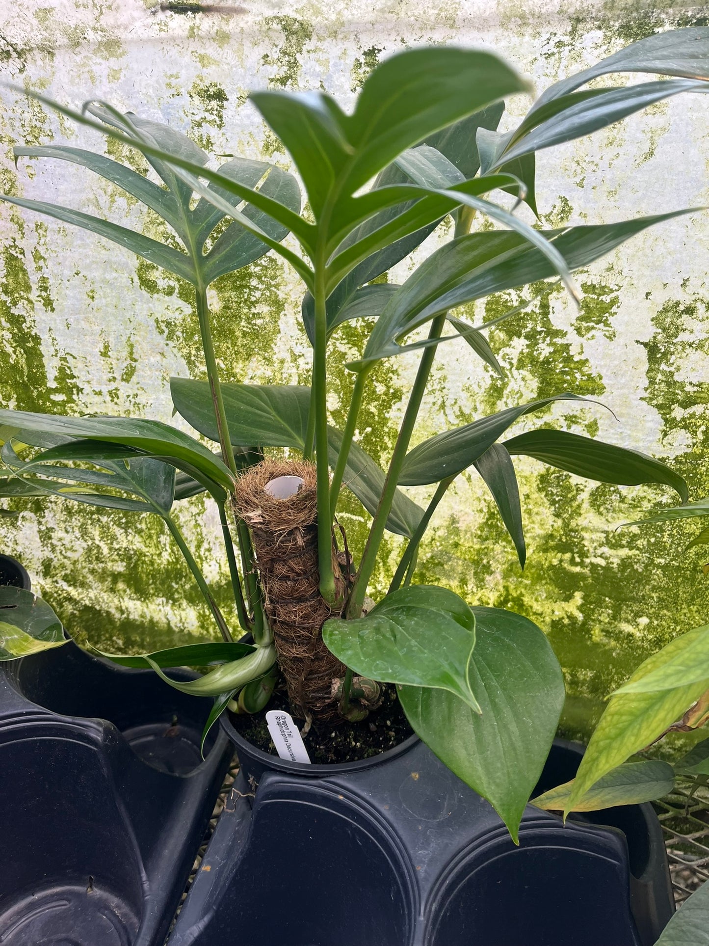 Rhaphidophora decursiva, Dragon Tail