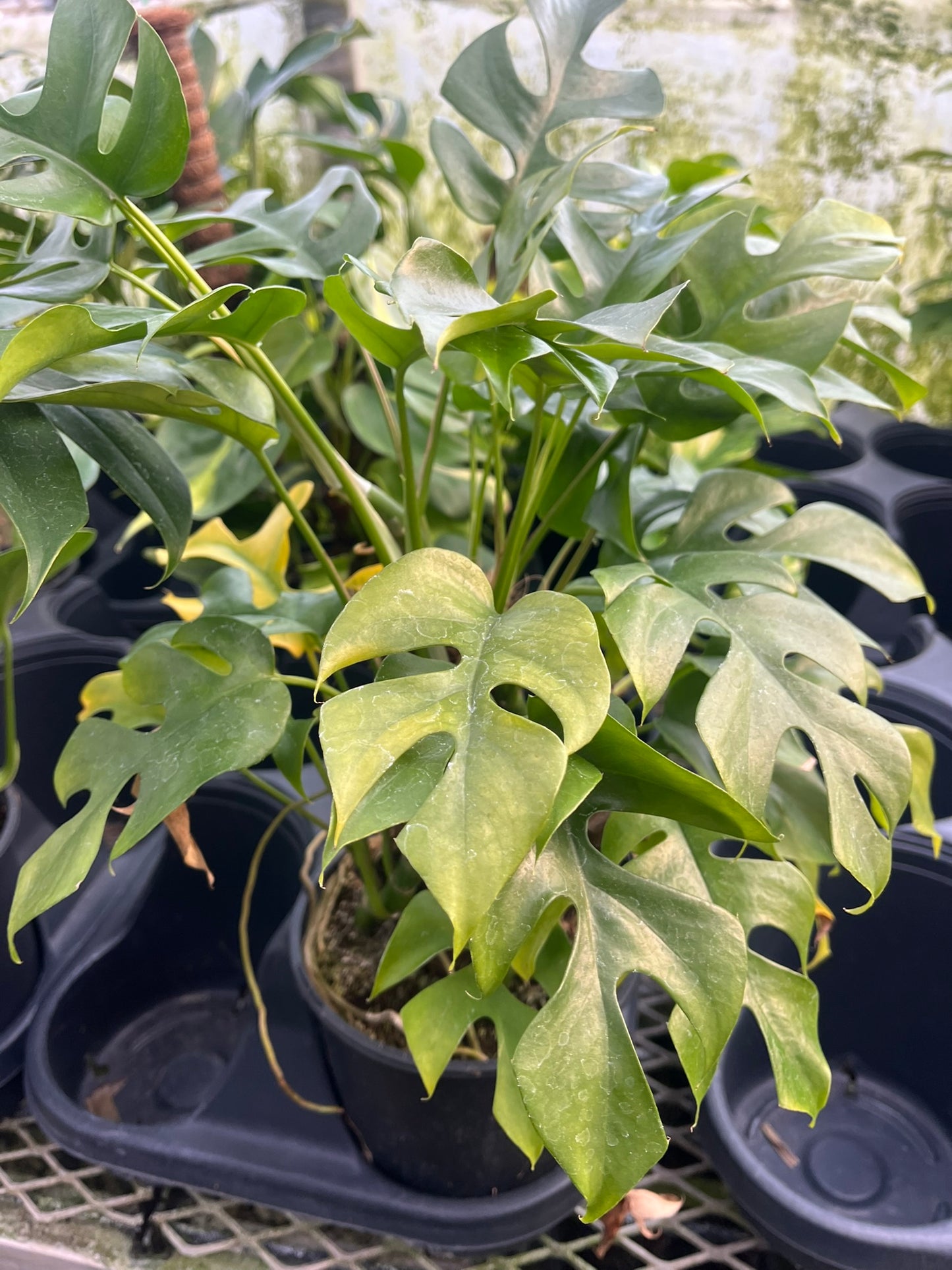 Rhaphidophora tetrasperma, Mini Climbing Monstera