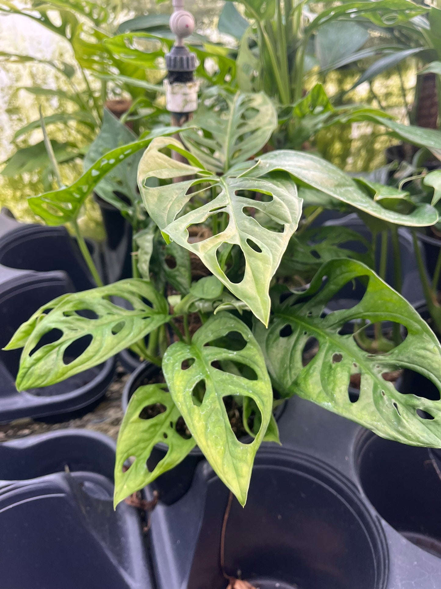 Monstera adansonii, Swiss Cheese Plant