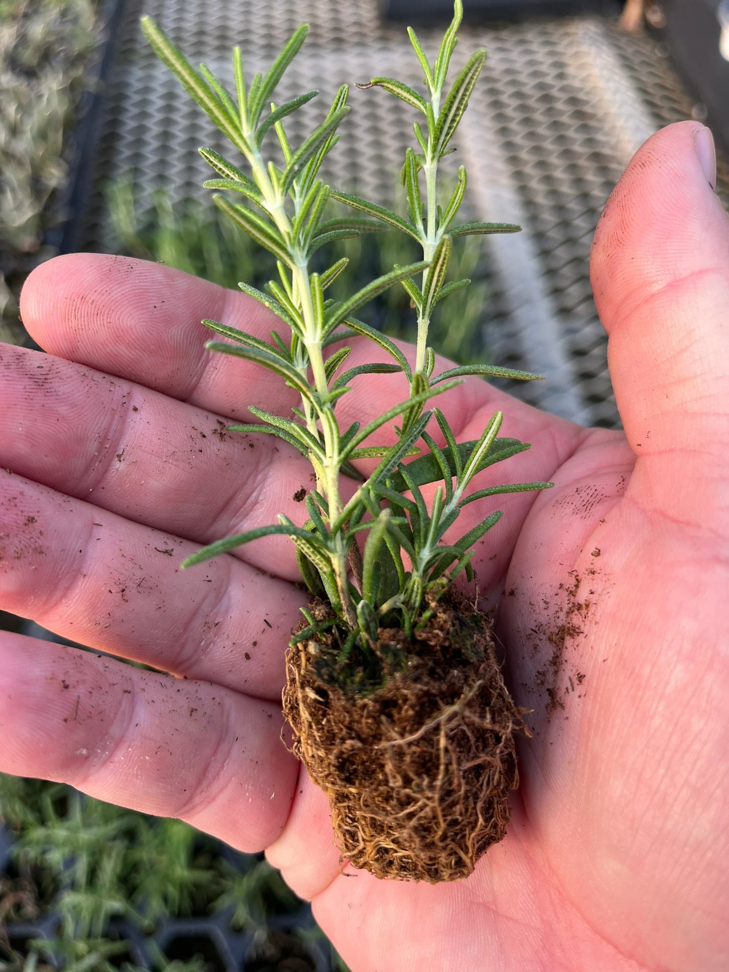 -- Flower Young Starter Transplant Plugs Grown-to-Order