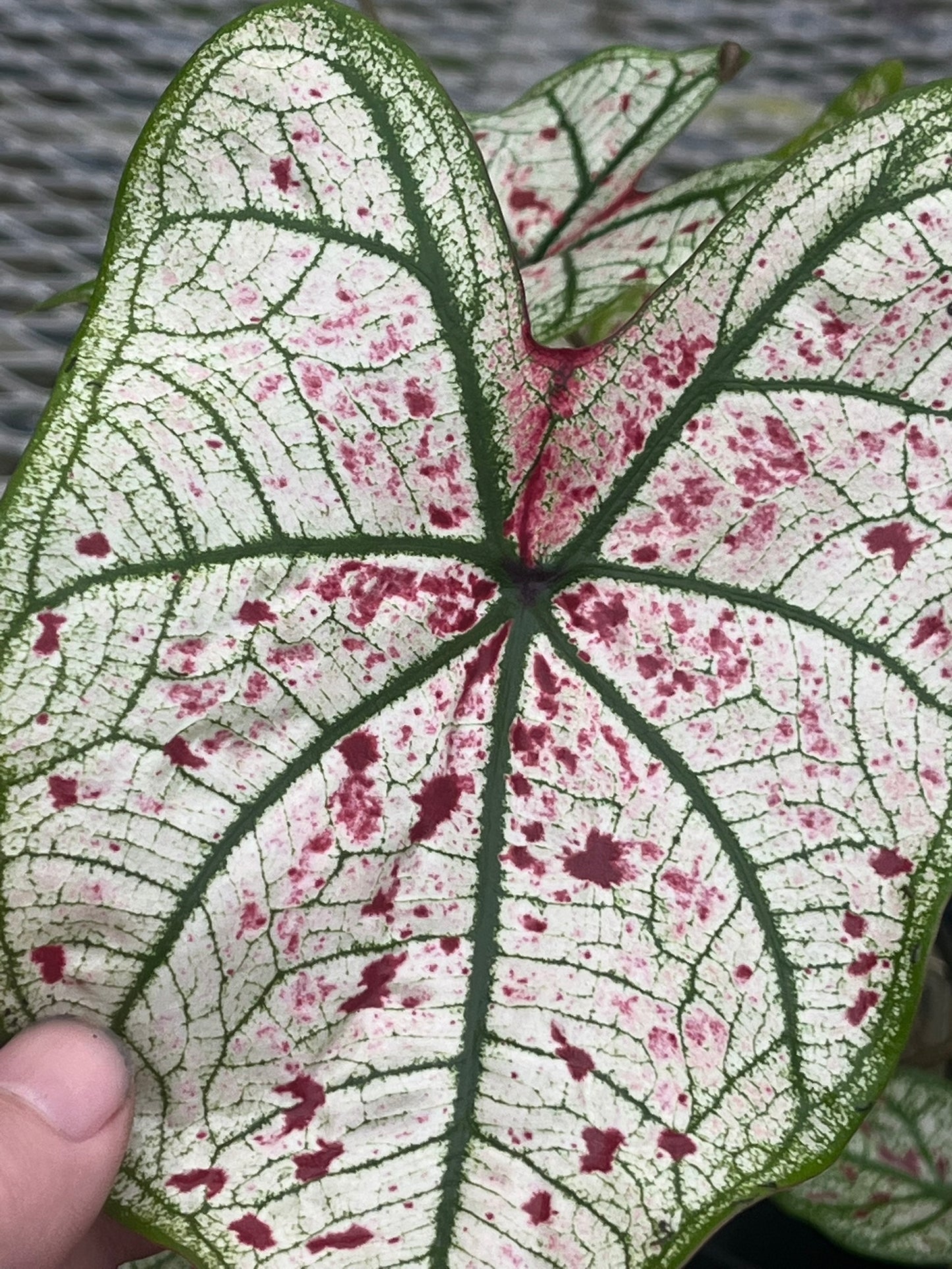 Caladium Yad Fun - 1 bulb