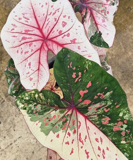 Caladium Keaw Manee Kan - 1 bulb