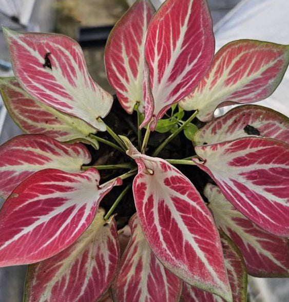 Caladium Kong Kwan - 1 bulb