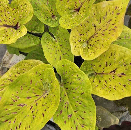 Caladium Luang Pu Plain - 1 bulb