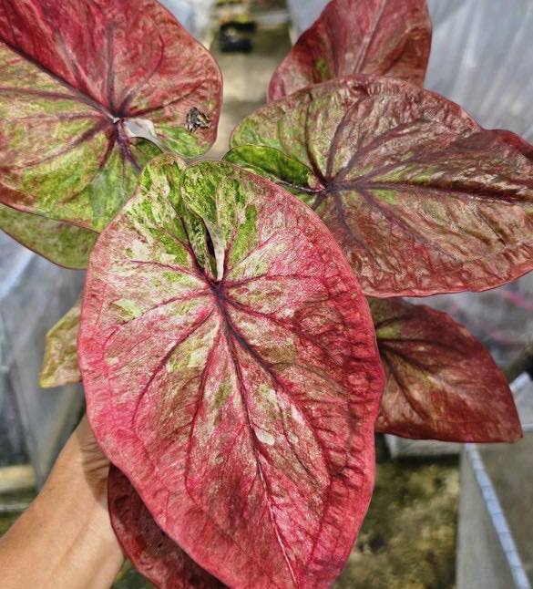 Caladium Luang Pu Tim - 1 bulb