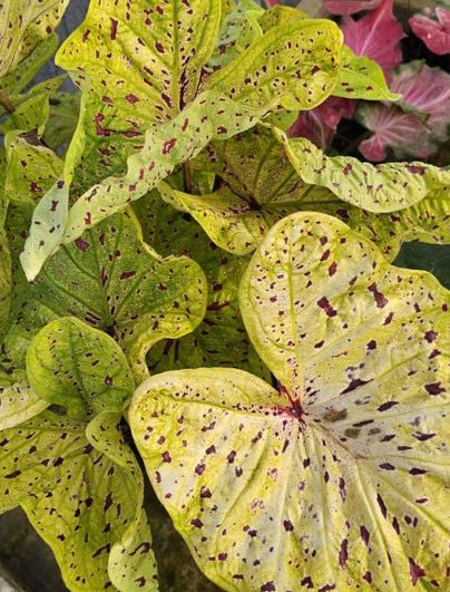 Caladium Luang Pu Yim - 1 bulb