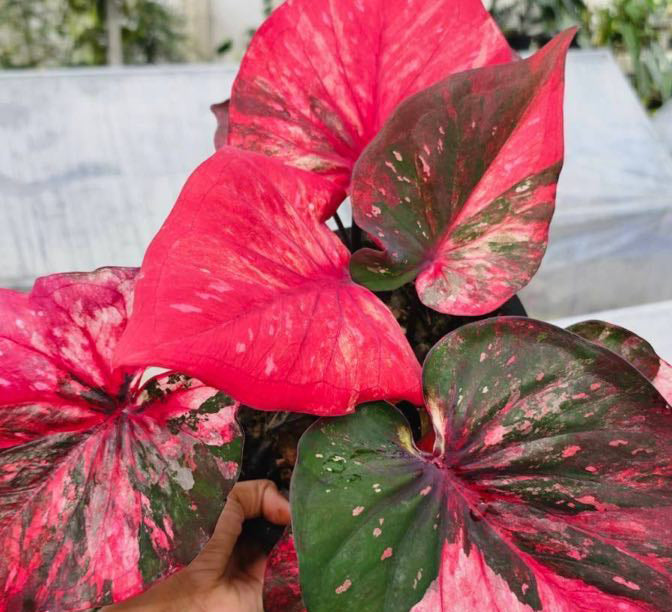 Caladium Manee Lomphet - 1 bulb