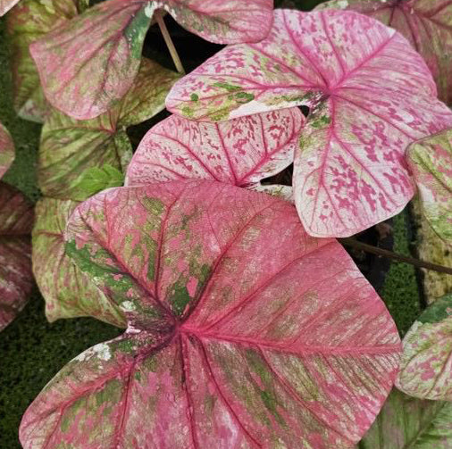 Caladium Pad Manee - 1 bulb